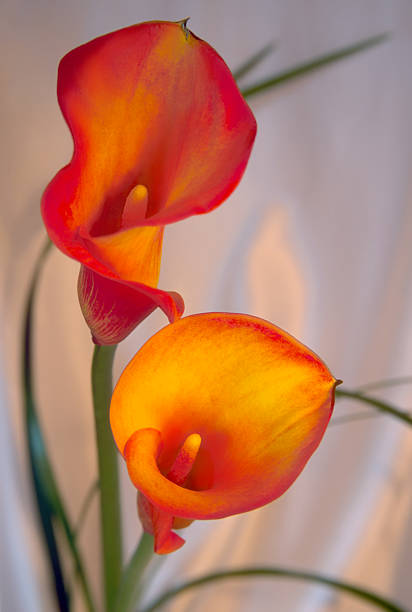 Two orange and gold cala lilies play off a cream satin fabric and foliage background.SEE MORE of my calla lilies: