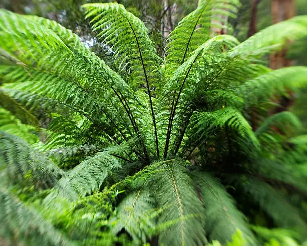 Australian rain-forest scenes