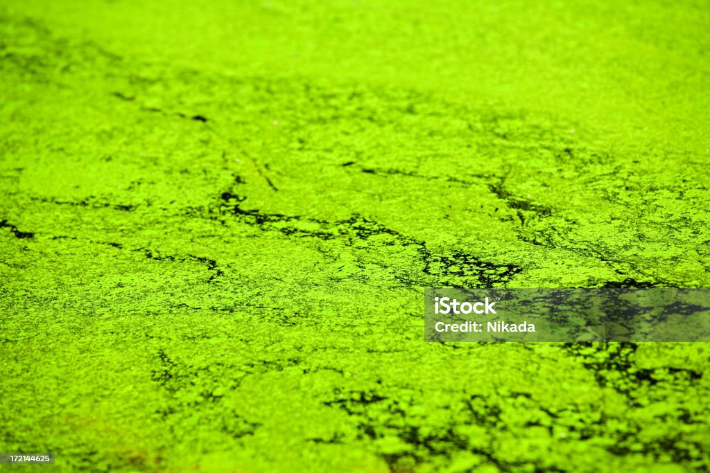 Algae summertime algal bloom in a pond Algae Stock Photo