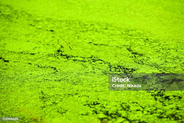 Algae Stock Photo - Download Image Now - Algae, Backgrounds, Bizarre