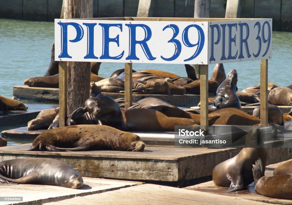 Leoni marini al Pier 39 - Foto stock royalty-free di Acqua
