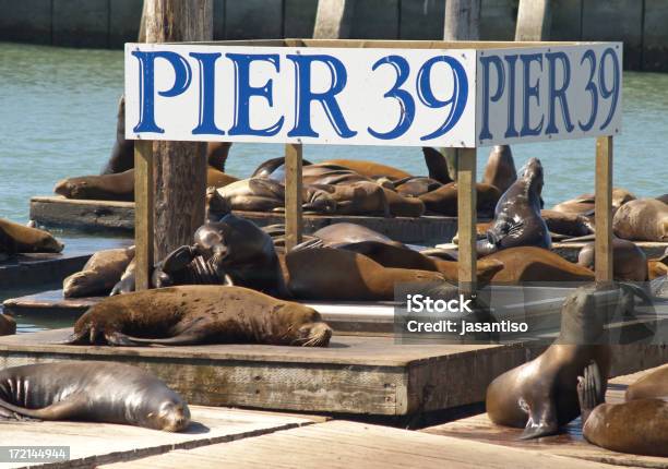 Leoni Marini Al Pier 39 - Fotografie stock e altre immagini di Acqua - Acqua, Ambientazione esterna, Animale