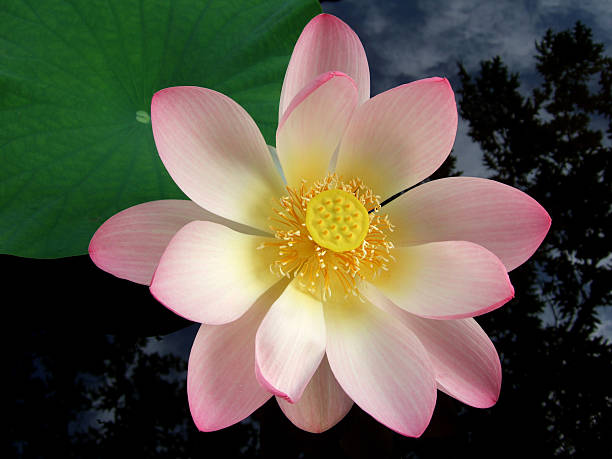 Fully open pink Lotus Flower floating in a pond stock photo