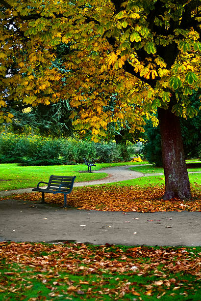 istock Autumn in the park - Bench in the footpath 172145162