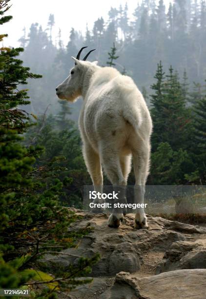 Mountain Goat Stockfoto und mehr Bilder von Amerikanische Kontinente und Regionen - Amerikanische Kontinente und Regionen, Berg, Bergpass