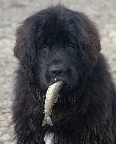 Heidi the newfoundland dog and her fish Young Newfoundland pup bringing home fish for dinner newfoundland dog photos stock pictures, royalty-free photos & images