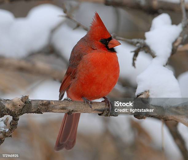 Cardeal Macho - Fotografias de stock e mais imagens de Cardeal - Pássaro - Cardeal - Pássaro, Neve, Ninguém