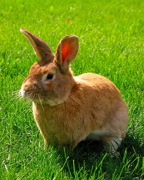 Bunny rabbit sits quietly on the lawn.