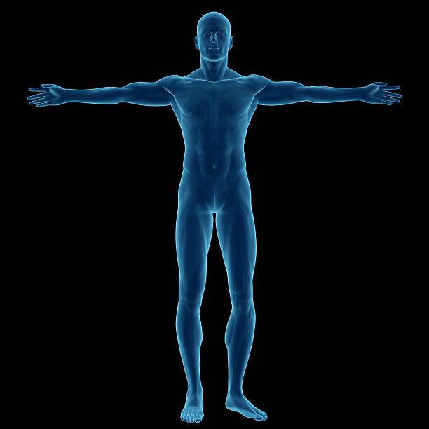 corpo humano de um homem para estudo - arms outstretched men anatomy front view imagens e fotografias de stock