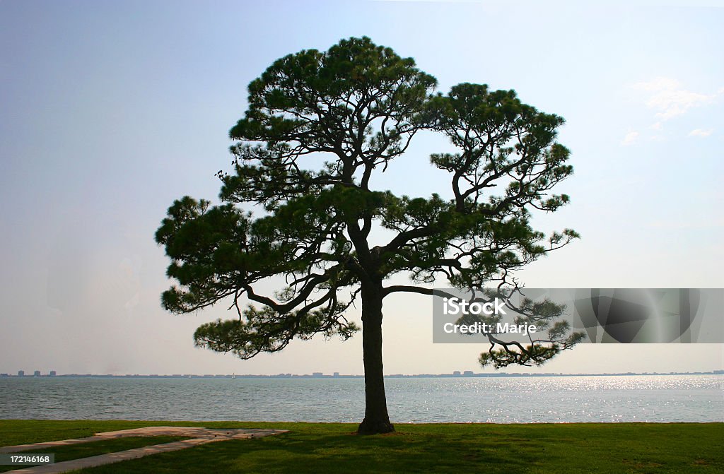 Einsamer Baum am Meer - Lizenzfrei Baum Stock-Foto