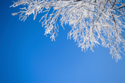 Frozen birch on sky blue background. Lots of space for copy. 