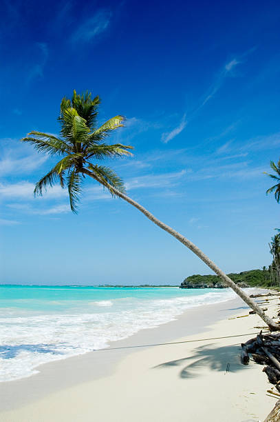 istock Tropical white sand beach with coconut trees and turquoise waters 172146436