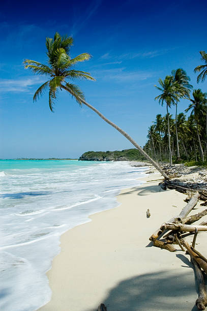 istock Tropical white sand beach with coconut trees and turquoise waters 172146441