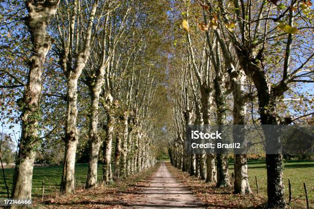 Photo libre de droit de Countryroad banque d'images et plus d'images libres de droit de Arbre - Arbre, Automne, Bois