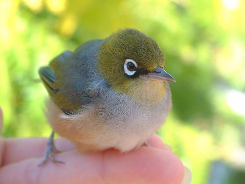 Beautiful little native New Zealand bird known as the wax eye.