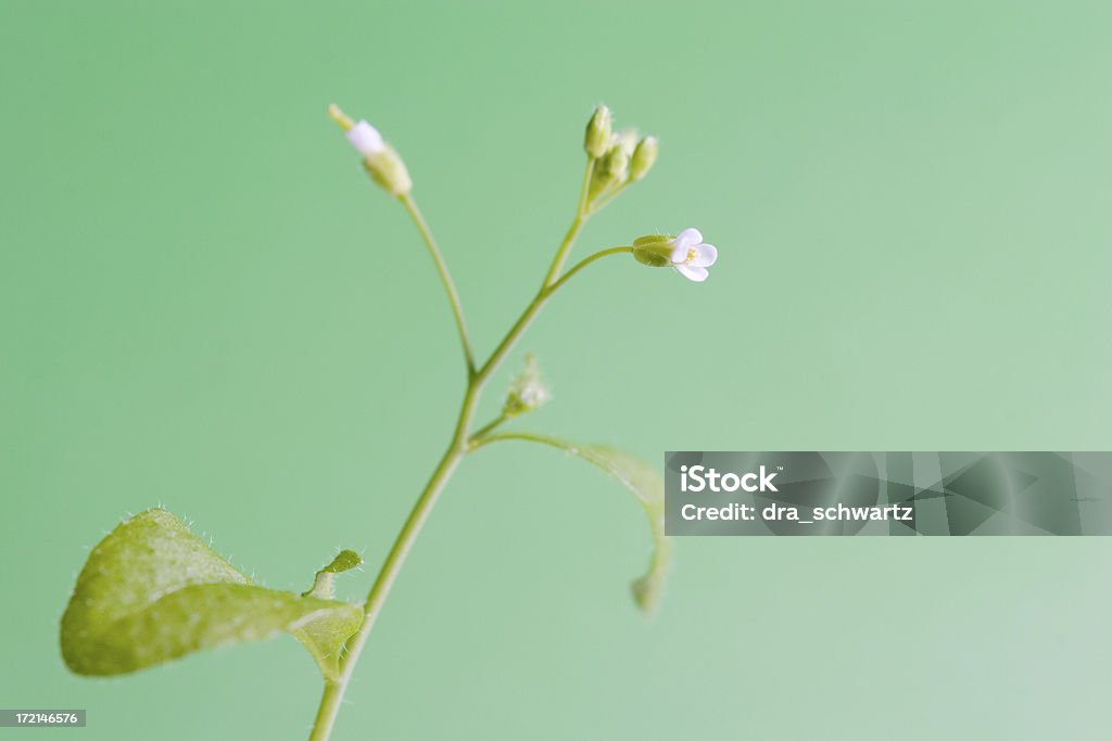 Arabidopsis 공장요 - 로열티 프리 0명 스톡 사진