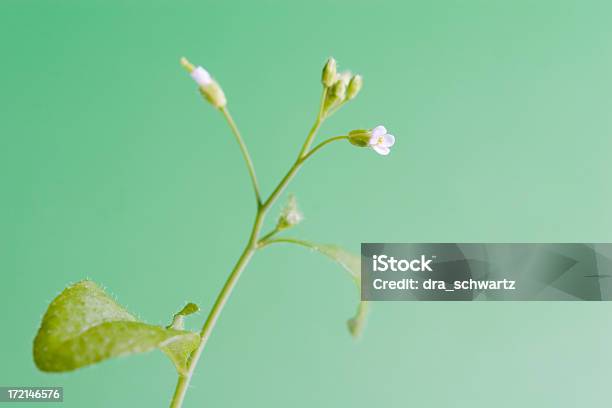 Arabidopsis 공장요 0명에 대한 스톡 사진 및 기타 이미지 - 0명, DNA, 과학