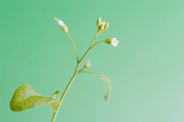 Arabidopsis plant used for genetic research