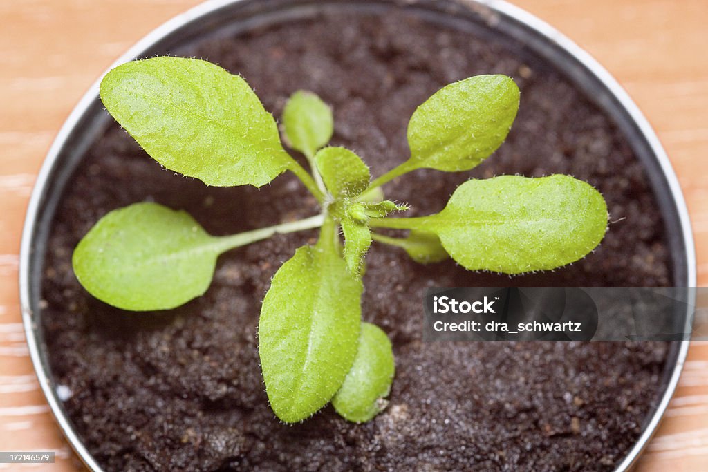Arabidopsis planta - Foto de stock de Biotecnología libre de derechos