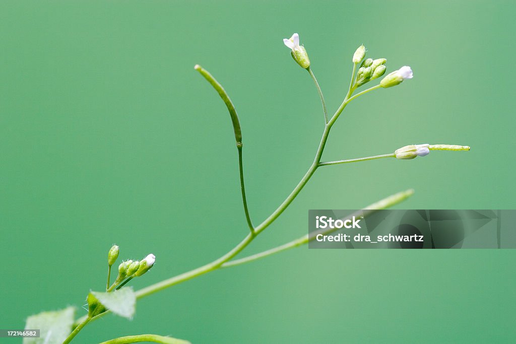 Arabidopsis plant Arabidopsis plant used for genetic research DNA Stock Photo