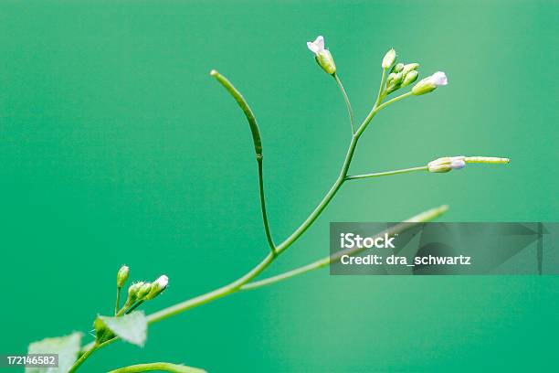 Foto de Arabidopsis Planta e mais fotos de stock de Agricultura - Agricultura, Alimento Transgênico, Biologia