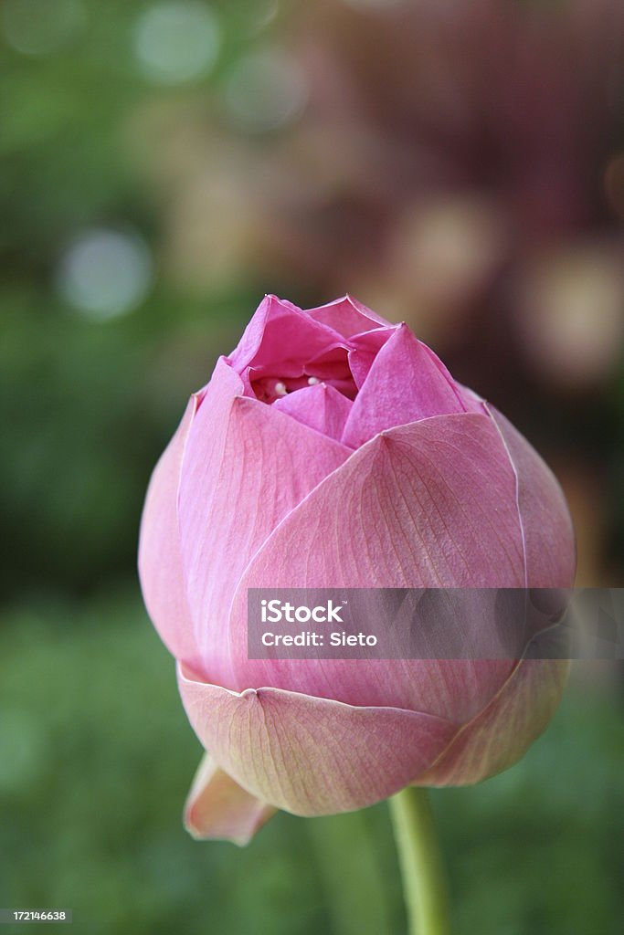 Flor de lótus - Royalty-free Botão - Estágio de flora Foto de stock