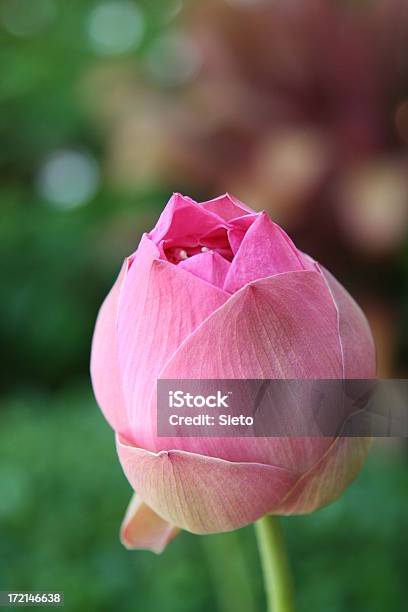 Flor De Lótus - Fotografias de stock e mais imagens de Botão - Estágio de flora - Botão - Estágio de flora, Conceito, Cor de rosa