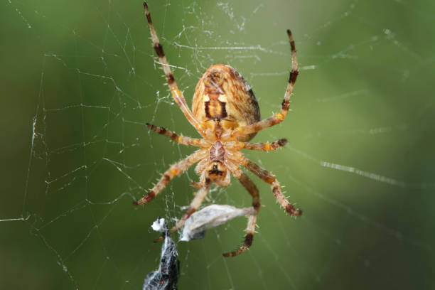 istock Spider caught victim in woven web. 1721466718