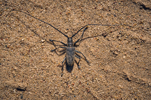 Black fir barbel sandy background.Eurasian species of large beetles