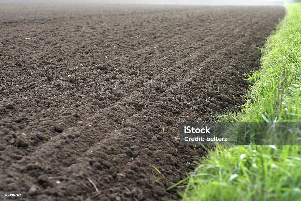 Dedicati campo - Foto stock royalty-free di Agricoltura