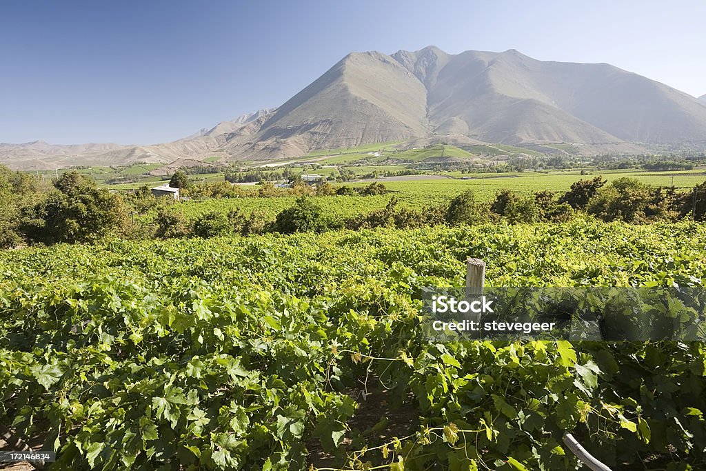 Azienda vinicola cilena - Foto stock royalty-free di Agricoltura