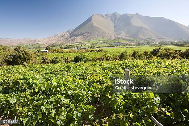 Azienda Vinicola Cilena - Fotografie stock e altre immagini di Agricoltura - Agricoltura, Ambientazione esterna, America del Sud