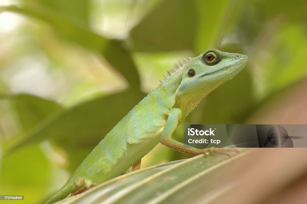 Green Crested Lizard (Bronchocela cristatell) in Singapur - Lizenzfrei Abwarten Stock-Foto