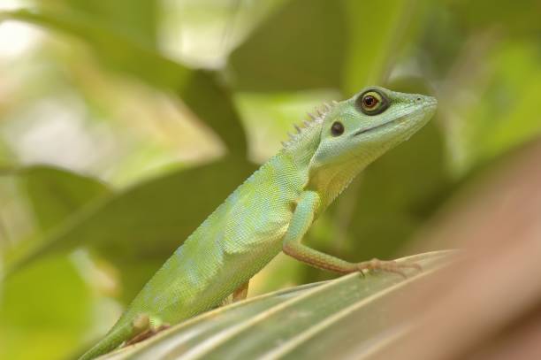 istock Green Crested Lizard (Bronchocela cristatell) in Singapore 172146840