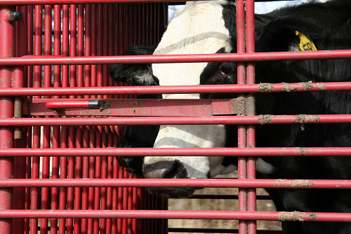 Cow head looking through bars on a trailer.