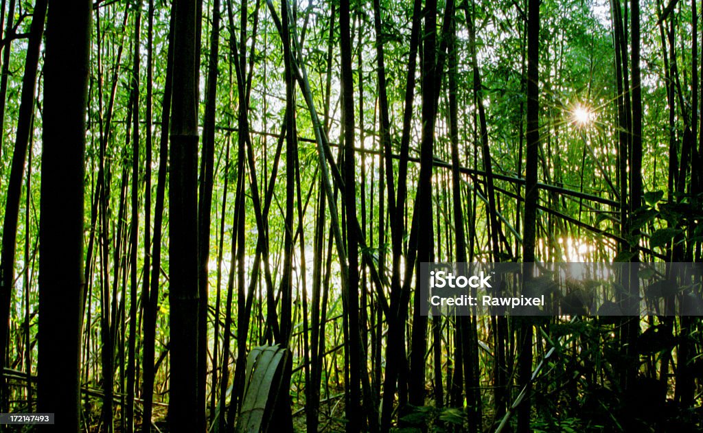 De Bambu - Royalty-free Ao Ar Livre Foto de stock