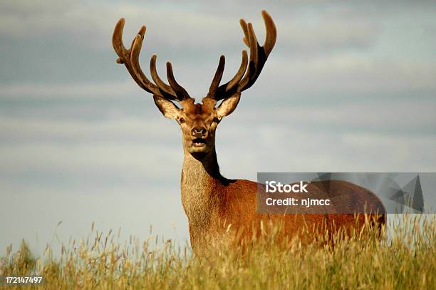 Despedida Foto de stock y más banco de imágenes de Ciervo - Ciervo, Animal, Asta