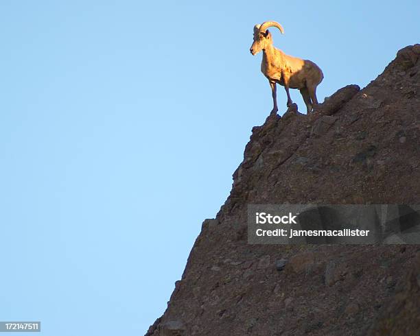 Arizona Mountain Owca - zdjęcia stockowe i więcej obrazów Baran - Zwierzę płci męskiej - Baran - Zwierzę płci męskiej, Góra, Kamień - Materiał budowlany