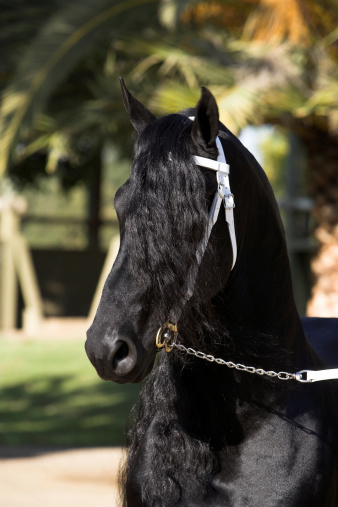A Friesian Stallion.Please see some similar pictures from my portfolio: