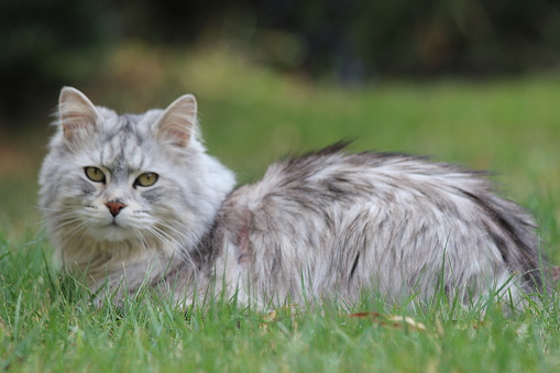 close up single cat sitting outdoor in green grass at garden