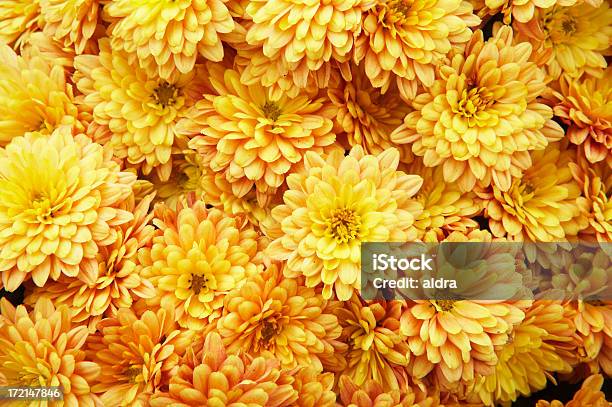 菊の背景 - キクのストックフォトや画像を多数ご用意 - キク, 黄色, まぶしい