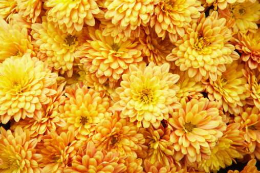 Bush of yellow chrysanthemums in a plant nursery or garden. Yellow floral background.