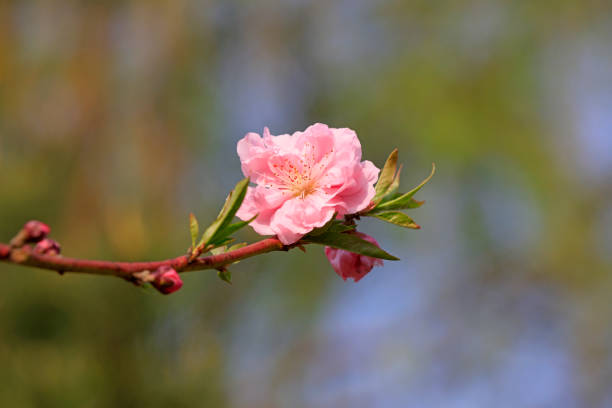 Blooming peach.