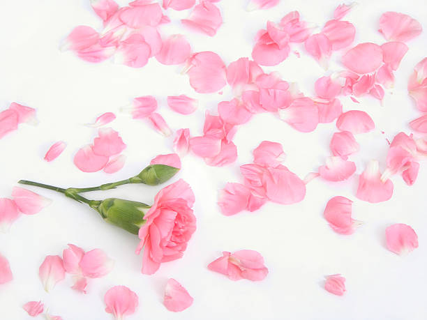 istock Pink Carnation Flower and Loose Petals on White 172148032
