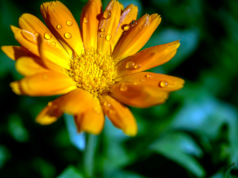 calendula flower with raindrops on the petals illuminated by the morning sun in the garden