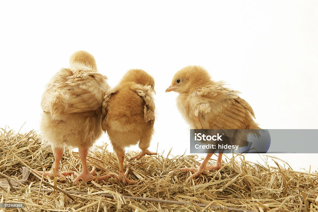 Três Chicks - Royalty-free Galinha - Ave doméstica Foto de stock