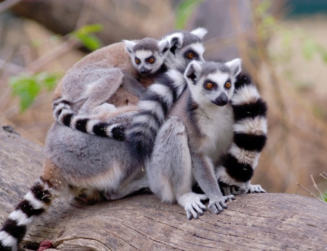 a group of ring-tailed lemurs (Lemur catta) hugging each other while sitting on a trunk.