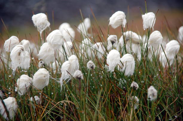 cottongrass - cotton grass sedge grass nature imagens e fotografias de stock