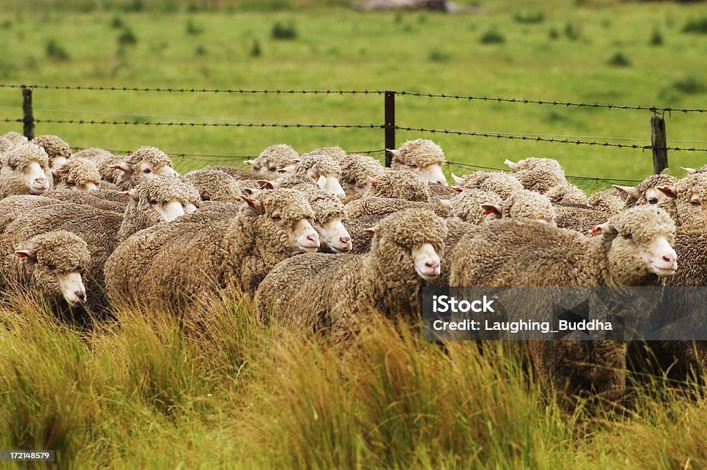 Moutons courir le long de la route - Photo de Mouton libre de droits