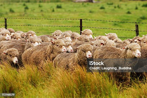 Photo libre de droit de Moutons Courir Le Long De La Route banque d'images et plus d'images libres de droit de Mouton - Mouton, Australie, Bush australien